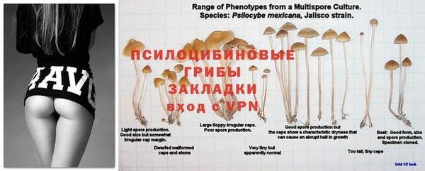 apvp Пестово